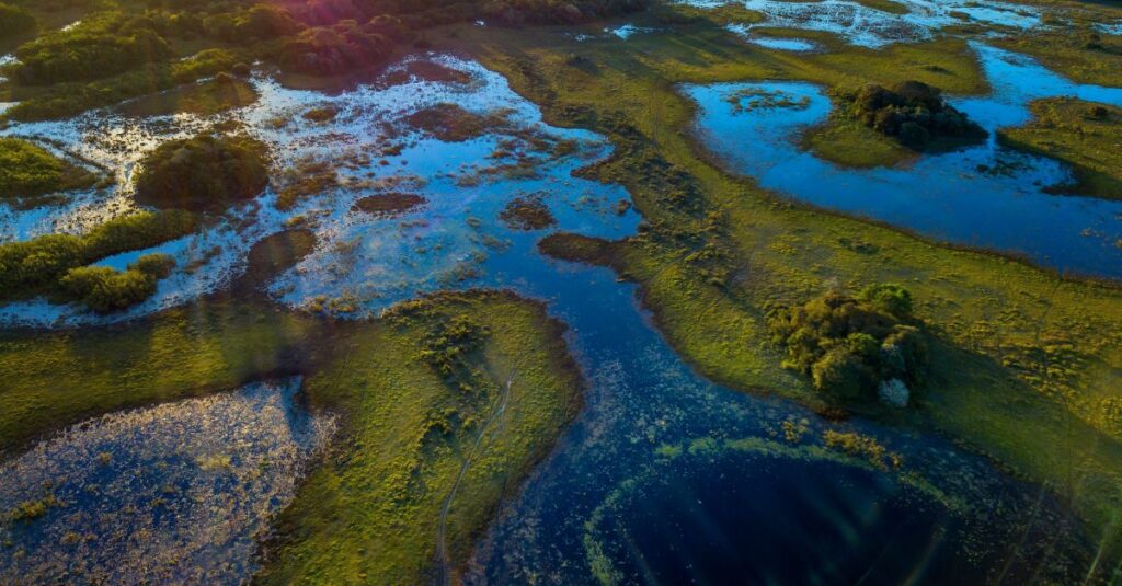 wetland-delineation-blog-post-environmental-assessment-services